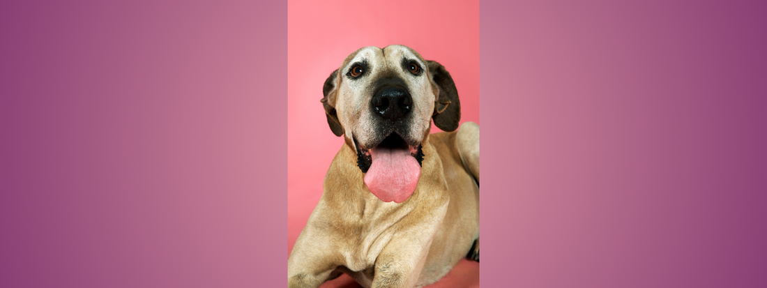 un chien halète sur fond rose 