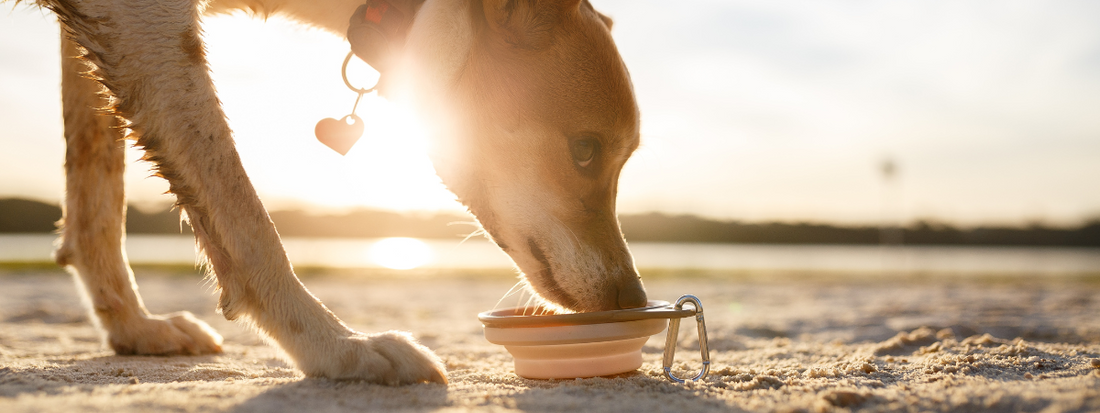 chien qui boit sur une plage 