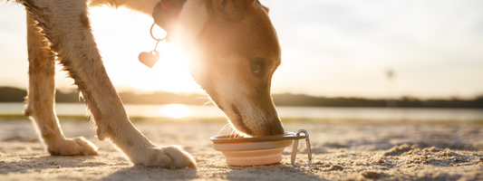 chien qui boit sur une plage 
