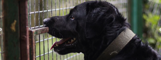 un labrador noir avec un collier derrière une grille 