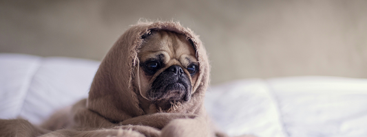 un chien pékinois est dans un couverture il est visiblement anxieux 